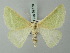  (Holoterpna diagrapharia - BC ZSM Lep 69778)  @14 [ ] CreativeCommons - Attribution Non-Commercial Share-Alike (2013) Axel Hausmann/Bavarian State Collection of Zoology (ZSM) SNSB, Zoologische Staatssammlung Muenchen