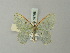 ( - BC ZSM Lep 69796)  @11 [ ] CreativeCommons - Attribution Non-Commercial Share-Alike (2013) Axel Hausmann/Bavarian State Collection of Zoology (ZSM) SNSB, Zoologische Staatssammlung Muenchen