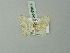  ( - BC ZSM Lep 69814)  @11 [ ] CreativeCommons - Attribution Non-Commercial Share-Alike (2013) Axel Hausmann/Bavarian State Collection of Zoology (ZSM) SNSB, Zoologische Staatssammlung Muenchen