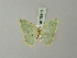 ( - BC ZSM Lep 69816)  @11 [ ] CreativeCommons - Attribution Non-Commercial Share-Alike (2013) Axel Hausmann/Bavarian State Collection of Zoology (ZSM) SNSB, Zoologische Staatssammlung Muenchen