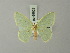 ( - BC ZSM Lep 69823)  @13 [ ] CreativeCommons - Attribution Non-Commercial Share-Alike (2013) Axel Hausmann/Bavarian State Collection of Zoology (ZSM) SNSB, Zoologische Staatssammlung Muenchen