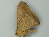  ( - BC ZSM Lep 76617)  @11 [ ] CreativeCommons - Attribution Non-Commercial Share-Alike (2013) Axel Hausmann/Bavarian State Collection of Zoology (ZSM) SNSB, Zoologische Staatssammlung Muenchen
