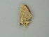  (Cyclophora illimitata - BC ZSM Lep 76619)  @11 [ ] CreativeCommons - Attribution Non-Commercial Share-Alike (2013) Axel Hausmann/Bavarian State Collection of Zoology (ZSM) SNSB, Zoologische Staatssammlung Muenchen