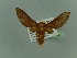  ( - BC ZSM Lep 76632)  @14 [ ] CreativeCommons - Attribution Non-Commercial Share-Alike (2013) Axel Hausmann/Bavarian State Collection of Zoology (ZSM) SNSB, Zoologische Staatssammlung Muenchen