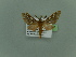  ( - BC ZSM Lep 76637)  @12 [ ] CreativeCommons - Attribution Non-Commercial Share-Alike (2013) Axel Hausmann/Bavarian State Collection of Zoology (ZSM) SNSB, Zoologische Staatssammlung Muenchen