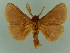  (Lasiocampa decolorataGM02Mo - BC ZSM Lep 76651)  @14 [ ] CreativeCommons - Attribution Non-Commercial Share-Alike (2013) Axel Hausmann/Bavarian State Collection of Zoology (ZSM) SNSB, Zoologische Staatssammlung Muenchen