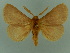  ( - BC ZSM Lep 76652)  @14 [ ] CreativeCommons - Attribution Non-Commercial Share-Alike (2013) Axel Hausmann/Bavarian State Collection of Zoology (ZSM) SNSB, Zoologische Staatssammlung Muenchen