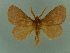  ( - BC ZSM Lep 76654)  @14 [ ] CreativeCommons - Attribution Non-Commercial Share-Alike (2013) Axel Hausmann/Bavarian State Collection of Zoology (ZSM) SNSB, Zoologische Staatssammlung Muenchen