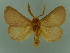  ( - BC ZSM Lep 76655)  @14 [ ] CreativeCommons - Attribution Non-Commercial Share-Alike (2013) Axel Hausmann/Bavarian State Collection of Zoology (ZSM) SNSB, Zoologische Staatssammlung Muenchen