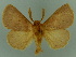  ( - BC ZSM Lep 76656)  @14 [ ] CreativeCommons - Attribution Non-Commercial Share-Alike (2013) Axel Hausmann/Bavarian State Collection of Zoology (ZSM) SNSB, Zoologische Staatssammlung Muenchen