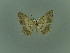  ( - BC ZSM Lep 76669)  @13 [ ] CreativeCommons - Attribution Non-Commercial Share-Alike (2013) Axel Hausmann/Bavarian State Collection of Zoology (ZSM) SNSB, Zoologische Staatssammlung Muenchen