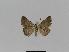  ( - BC EF Lep 01013)  @12 [ ] Copyright (2010) Unspecified Research Collection of Egbert Friedrich