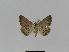  ( - BC EF Lep 01014)  @13 [ ] Copyright (2010) Unspecified Research Collection of Egbert Friedrich