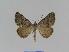  ( - BC EF Lep 01015)  @13 [ ] Copyright (2010) Unspecified Research Collection of Egbert Friedrich