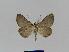  ( - BC EF Lep 01015)  @13 [ ] Copyright (2010) Unspecified Research Collection of Egbert Friedrich