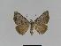  ( - BC EF Lep 01016)  @13 [ ] Copyright (2010) Unspecified Research Collection of Egbert Friedrich