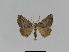  ( - BC EF Lep 01017)  @13 [ ] Copyright (2010) Unspecified Research Collection of Egbert Friedrich