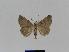  ( - BC EF Lep 01017)  @13 [ ] Copyright (2010) Unspecified Research Collection of Egbert Friedrich