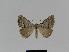  ( - BC EF Lep 01018)  @13 [ ] Copyright (2010) Unspecified Research Collection of Egbert Friedrich