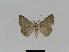  ( - BC EF Lep 01018)  @13 [ ] Copyright (2010) Unspecified Research Collection of Egbert Friedrich