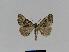  ( - BC EF Lep 01021)  @13 [ ] Copyright (2010) Unspecified Research Collection of Egbert Friedrich