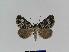  ( - BC EF Lep 01025)  @12 [ ] Copyright (2010) Unspecified Research Collection of Egbert Friedrich