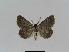  ( - BC EF Lep 01025)  @12 [ ] Copyright (2010) Unspecified Research Collection of Egbert Friedrich