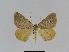  ( - BC EF Lep 01027)  @13 [ ] Copyright (2010) Unspecified Research Collection of Egbert Friedrich