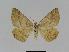  ( - BC EF Lep 01029)  @13 [ ] Copyright (2010) Unspecified Research Collection of Egbert Friedrich
