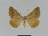  ( - BC EF Lep 01030)  @13 [ ] Copyright (2010) Unspecified Research Collection of Egbert Friedrich