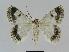  ( - BC EF Lep 01036)  @13 [ ] Copyright (2010) Unspecified Research Collection of Egbert Friedrich