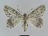  ( - BC EF Lep 01041)  @14 [ ] Copyright (2010) Unspecified Research Collection of Egbert Friedrich