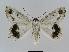  ( - BC EF Lep 01041)  @13 [ ] Copyright (2010) Unspecified Research Collection of Egbert Friedrich
