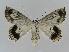  ( - BC EF Lep 01042)  @13 [ ] Copyright (2010) Unspecified Research Collection of Egbert Friedrich