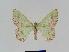  ( - BC EF Lep 01050)  @13 [ ] Copyright (2010) Unspecified Research Collection of Egbert Friedrich