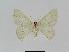  ( - BC EF Lep 01050)  @13 [ ] Copyright (2010) Unspecified Research Collection of Egbert Friedrich
