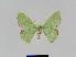  ( - BC EF Lep 01052)  @13 [ ] Copyright (2010) Unspecified Research Collection of Egbert Friedrich