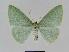  ( - BC EF Lep 01053)  @14 [ ] Copyright (2010) Unspecified Research Collection of Egbert Friedrich