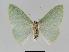  ( - BC EF Lep 01053)  @13 [ ] Copyright (2010) Unspecified Research Collection of Egbert Friedrich