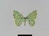  ( - BC EF Lep 01068)  @13 [ ] Copyright (2010) Unspecified Research Collection of Egbert Friedrich