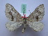  ( - BC SS Lep 0107)  @11 [ ] Copyright (2010) Unspecified Research Collection of Stefano Scalercio