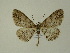  ( - BC ZSM Lep 01827)  @14 [ ] CreativeCommons - Attribution Non-Commercial Share-Alike (2010) Unspecified SNSB, Zoologische Staatssammlung Muenchen