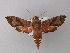  (Hippotion brennus - BC ZSM Lep 02679)  @15 [ ] CreativeCommons - Attribution Non-Commercial Share-Alike (2010) Unspecified SNSB, Zoologische Staatssammlung Muenchen
