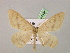  ( - BC ZSM Lep 07159)  @12 [ ] CreativeCommons - Attribution Non-Commercial Share-Alike (2010) Unspecified SNSB, Zoologische Staatssammlung Muenchen