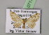  (Eupithecia brunneata - BC ZSM Lep 07172)  @14 [ ] CreativeCommons - Attribution Non-Commercial Share-Alike (2010) Unspecified SNSB, Zoologische Staatssammlung Muenchen