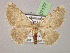  ( - BC ZSM Lep 07177)  @14 [ ] CreativeCommons - Attribution Non-Commercial Share-Alike (2010) Unspecified SNSB, Zoologische Staatssammlung Muenchen