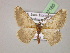  ( - BC ZSM Lep 07180)  @13 [ ] CreativeCommons - Attribution Non-Commercial Share-Alike (2010) Unspecified SNSB, Zoologische Staatssammlung Muenchen