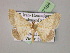  ( - BC ZSM Lep 07184)  @14 [ ] CreativeCommons - Attribution Non-Commercial Share-Alike (2010) Unspecified SNSB, Zoologische Staatssammlung Muenchen
