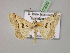  ( - BC ZSM Lep 07200)  @14 [ ] CreativeCommons - Attribution Non-Commercial Share-Alike (2010) Unspecified SNSB, Zoologische Staatssammlung Muenchen