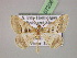  ( - BC ZSM Lep 07206)  @14 [ ] CreativeCommons - Attribution Non-Commercial Share-Alike (2010) Unspecified SNSB, Zoologische Staatssammlung Muenchen